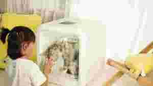 Kotak pengering hewan peliharaan rumah penjualan laris 2024 mesin pengering mandi kucing dan anjing otomatis sepenuhnya desinfeksi pengering rambut - Product Image 3