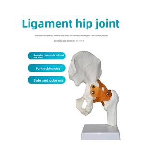 Modelo <span class=keywords><strong>de</strong></span> Articulación <span class=keywords><strong>de</strong></span> Cadera LYS047, Esqueleto Humano, Anatomía, Enseñanza, Ejercicio, Ligamentos, Anatomía, 6 Articulaciones Principales - Product Image 3