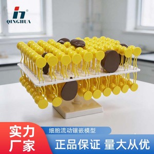 Composants du modèle de mosaïque de membrane cellulaire Qinghua : Expérience de démonstration pédagogique en biologie pour les collèges et lycées - Product Image 5