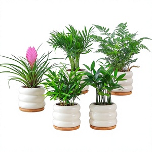 Podocarpus en Maceta, Vegetación Hidropónica, Pequeño Bambú Ciprés, Plantas de Escritorio para Oficina, Fácil Cuidado, Estilo Americano Moderno Minimalista - Product Image 1