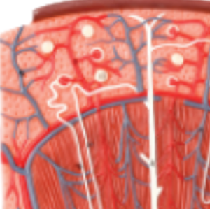 Haute qualité ADA-A565-2 PVC Nephron agrandi modèle 120x grandeur nature populaire outil d'enseignement des sciences médicales vente chaude - Product Image 2