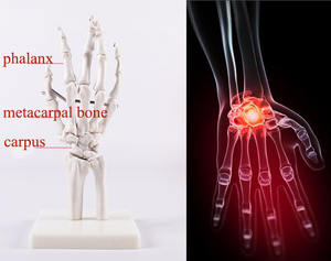 Modèle d'articulation de la main de la science médicale enseignement médical modèle d'os de la main aide à l'enseignement art peinture modèle d'os de la main réel - Product Image 4