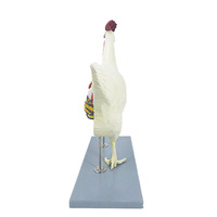 Modelo anatomico de pollo, Animal, modelo anatómico de plástico, modelo médico de Anatomía de pollo