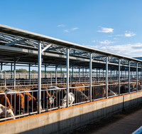 Refugio de ganado de acero prefabricado de diseño moderno para la cría de cabras y lechería/vaca/Graneros de ganado cobertizo de tienda de burro/oveja