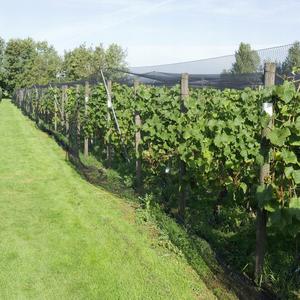 ตาข่ายป้องกันแมลงและนก HDPE สำหรับการเกษตร ฟาร์ม ไร่น้ำ ป้องกันแมลงสาบ สำหรับโรงเรือน ต้นแอปเปิ้ล และผัก - Product Image 6