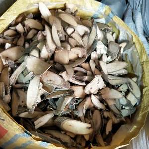 รากต๊อดดัลเลียเอเชียธรรมชาติ ต๊อดดัลเลีย เอเชียติก้า แห้ง ตัดเป็นชิ้น สำหรับทำสมุนไพร - Product Image 2