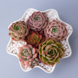 Bán Sỉ Chậu Trồng Cây Mọng Nước Gốm Trắng Chậu Cây Xương Rồng Trang Trí Chậu Hoa Không Có Khay Tre - Product Image 5