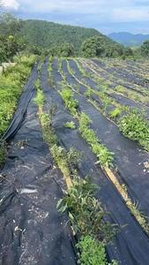 Toile Paysagère Tissée Robuste de Chine, Tapis Anti-Mauvaises Herbes pour Serre avec Service de Découpe, Écologique et Imperméable, Protection UV 3%-5% - Product Image 5