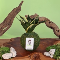 Sansevieria haynii Kit Kokedama gaya negara emas dengan bola lumut untuk lantai menggunakan tanaman dalam ruangan dan taman dalam pot bunga cantik