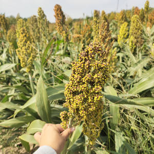 中国製黒赤ソルガム粉ベーカリー用万能小麦粉非GMOお粥ソルガム粉 - Product Image 4