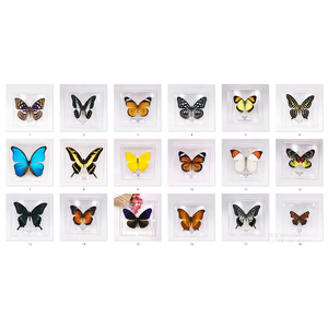 Collection de papillons réels rares et précieux <span class=keywords><strong>Papilio</strong></span> Ulysses, spécimens de papillons réels magnifiques et précieux - Product Image 3