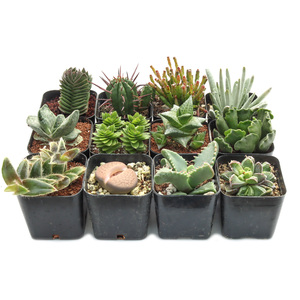Colección de Suculentas Raras Curadas, Sin Repeticiones, Suculentas Únicas para Coleccionistas con Variedades Inusuales para Exhibiciones y Regalos - Product Image 4