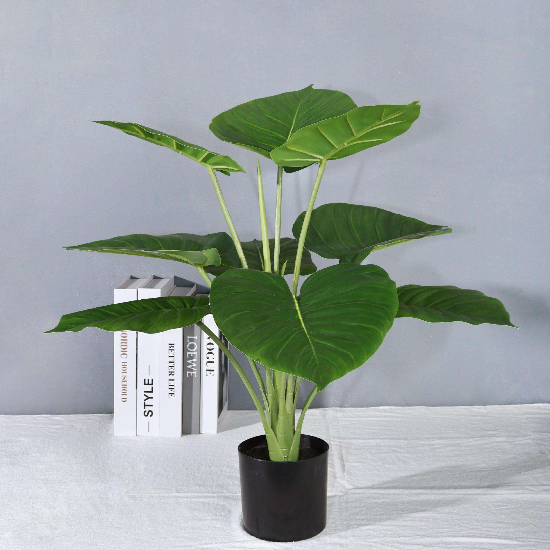 หัวไชเท้าสีเขียว