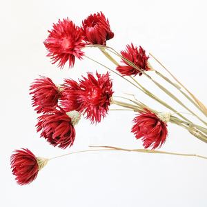 Yunnan fabrika kurutulmuş çiçekler kar lotus çiçekler beyaz açık pembe kar lotus gümüş kurutulmuş papatya çiçek - Product Image 5