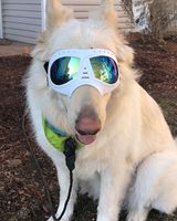 Nouvelles lunettes de soleil pour chien avec protection UV400, résistantes à la neige et au vent, pour le ski en plein air, la randonnée, accessoires pour animaux de compagnie