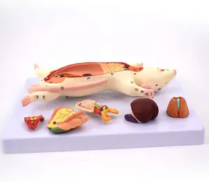 Rat anatomy skeletal model science 4D vision animal anatomy environmentally friendly PVC production science teaching