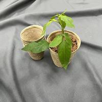 Taza de siembra de papel biodegradable, plantas de jardín, macetas de papel para vivero, taza de turba para plántulas, venta al por mayor, ecológica