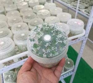 ขวดพลาสติก biolab 4ขวดระบายอากาศได้กล่องเพาะพันธุ์กล่องเพาะเลี้ยงเนื้อเยื่อพืชฆ่าเชื้อได้ - Product Image 5