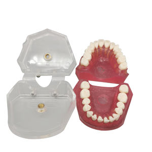 โมเดลฟันปลอมสำหรับการสอนแบบมาตรฐาน,โมเดลถอนฟันสำหรับนักเรียนแพทย์ - Product Image 2