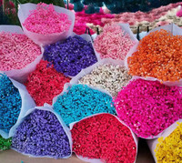 Gedroogde Gypsophila Bloemen Hot Sale Gedroogde Bloemendecoratie Gypsophila Ge conserveerde Gedroogde Babysbreath Bloem Gypsophila voor Bruiloften
