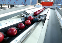 Volledig automatische fruit- en groentewas-, was-, droog- en sorteerlijn voor sinaasappels, appels, avocado's, drakenvruchten, met maat- en gewichtsselectie