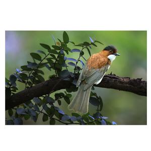 Cristallo ardesia digitale <span class=keywords><strong>pittura</strong></span> a olio galleria avvolta tela animale <span class=keywords><strong>pittura</strong></span> decorativa per la casa parete arte stile realista impermeabile - Product Image 1