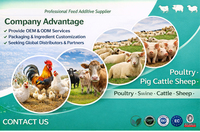 L-Lysine en poudre de qualité alimentaire pour animaux Lanchen Shandong (CAS 657-27-2) – Additif alimentaire favorisant la santé nutritionnelle et enzymatique