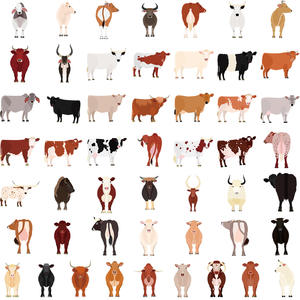 Serie de pegatinas de ganado de dibujos animados HOYO, 50 unidades/paquete, <span class=keywords><strong>Holstein</strong></span>, Angus, vaca Simmental, buey <span class=keywords><strong>bovino</strong></span>, ganado, divertidas calcomanías de animales de granja - Product Image 2