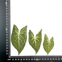 Tanaman arrowead/Goosefoot/nephtis/hijau hijau Afrika/Amerika bingkai karya seni daun kering Evergreen bingkai ditekan bunga