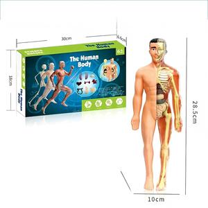 Modelo de Órganos Humanos Educativo para Niños XR, Juguete de Ciencia y Tecnología, Ensamblaje DIY, Cognición Temprana, STEAM, Juguete Médico Interno - Product Image 1
