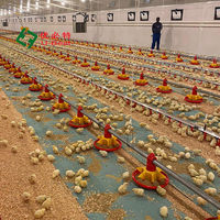 Système d'alimentation et d'abreuvement automatique neuf pour poulets de chair en élevage, fourni directement par l'usine