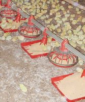 Système d'alimentation pour poulets de ferme avicole QA, ligne d'alimentation pour poules pondeuses et poulets de chair, plaque d'alimentation, bac d'alimentation pour poulets