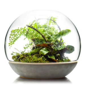 Matériau <span class=keywords><strong>en</strong></span> <span class=keywords><strong>verre</strong></span> et couleur claire plante d'intérieur géométrique <span class=keywords><strong>terrarium</strong></span> <span class=keywords><strong>en</strong></span> <span class=keywords><strong>verre</strong></span> <span class=keywords><strong>bouteille</strong></span> <span class=keywords><strong>en</strong></span> <span class=keywords><strong>verre</strong></span> Biodome Rainforest <span class=keywords><strong>Terrarium</strong></span> - Product Image 1