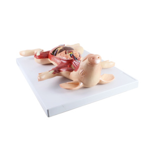 Modelo de Anatomía de Cerdo de Alta Calidad en PVC, Modelo de Embrión de Cerdo para Enseñanza, Modelo Anatómico Animal para Veterinarios - Product Image 6