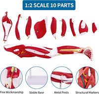Modèle de muscle de la jambe humaine détachable en gros Science médicale Modèle anatomique humain amovible du modèle médical du muscle des membres inférieurs