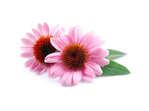 HUAWAVE toptan organik 4% ekinezya <span class=keywords><strong>Purpurea</strong></span> özü gıda sınıfı bitkisel davul 1kg 10:1 20:1 30:1 - Product Image 3