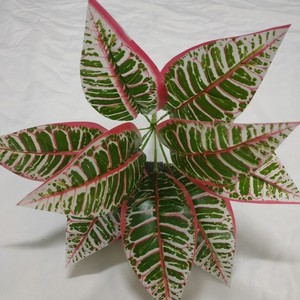 Planta Artificial de Hojas Variegadas Greenway, Ramo de 30cm-100cm, Decoración para Oficina y Sala de Estar - Product Image 1
