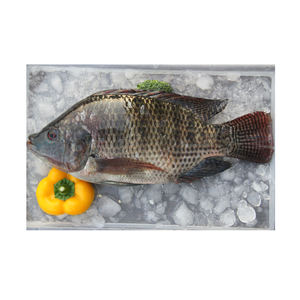 Noir Nil Tilapia Pêche Hainan Africain Tilapia En Vrac Poisson <span class=keywords><strong>Engrais</strong></span> Prix De Gros 500 800g - Product Image 1