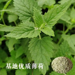 Prodotti alimentari e bevande di <span class=keywords><strong>erba</strong></span> <span class=keywords><strong>gatta</strong></span> - Product Image 5