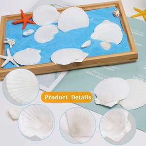 30 Stuks 2 ''-3'' Natuurlijke Sint-Jakobsschelpen Witte Zeeschelpen Voor Decor Diy Ambacht Schilderij Oceaan Thema Feest Bruiloft - Product Image 3