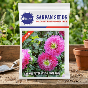 เมล็ดพันธุ์ดอกแอสเตอร์ไฮบริด SARPAN ASTER-AST-5 10 กรัม สีชมพู - Product Image 3