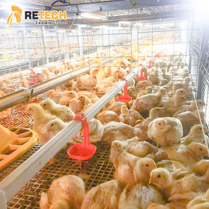 Équipement d'élevage de poulets de chair automatique multi-niveaux à chaîne avec système de contrôle climatique avicole - Product Image 2
