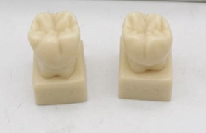 Con người 28 mô hình răng bị cô lập đào tạo giảng dạy bằng miệng nha sĩ để học cách sử dụng giảng dạy 1.2 lần mô hình cơ sở răng vĩnh viễn - Product Image 3