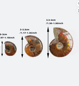 Vente en gros : Spécimen d'<span class=keywords><strong>Ammonite</strong></span> opaline irisée, cristal de guérison naturel avec support de présentation pour la décoration intérieure Feng Shui - Product Image 5