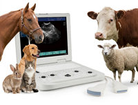 Nouvelle tendance : appareil d'échographie vétérinaire portable pour chiens et chats