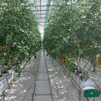 Serre transparente en polycarbonate avec système hydroponique pour tomate concombre poivre