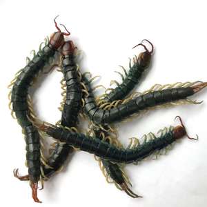 Cibo per Animali Domestici: Centopiedi Ecologici Freschi, Proteine di Insetti Nutrienti e Commestibili per Animali Domestici - Product Image 4