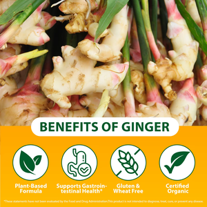Extracto Líquido de Raíz de Jengibre de Máxima Absorción de Marca Privada para la Salud Intestinal, Suplemento Natural Antiinflamatorio, Suministro al por Mayor - Product Image 6