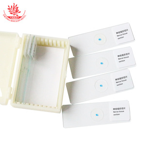 Motor neuron slide specimens, typical comprehensive categories, <b>microscope</b> slides, student gifts, <b>microscope</b> slides - Product Image 2
