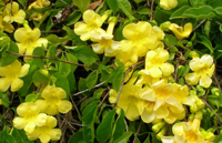 Offre Spéciale de commerce extérieur Uncaria Tomentosa poudre Uncaria Gambier extrait Uncaria Gambir poudre